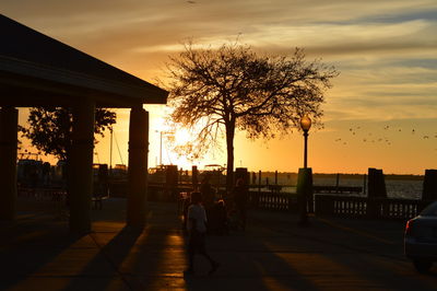 Silhouette of tree at sunset