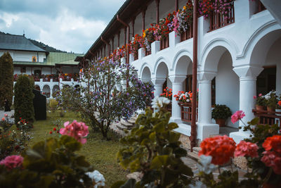 Flowers against built structure