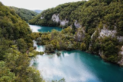 High angle view of river amidst trees in forest