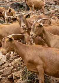 Goats on the greek island skopelos where the 'mama mia' movie was filed.