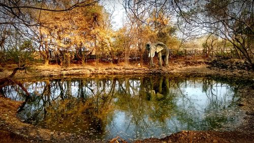 Reflection of trees in lake against sky