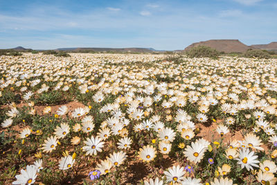 Scenic view of flowering plants on field against sky