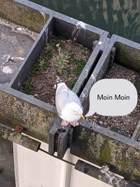 High angle view of bird on wall