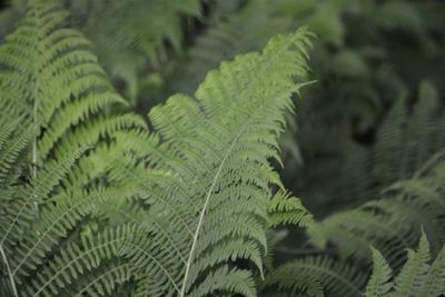 Close-up of fern leaves