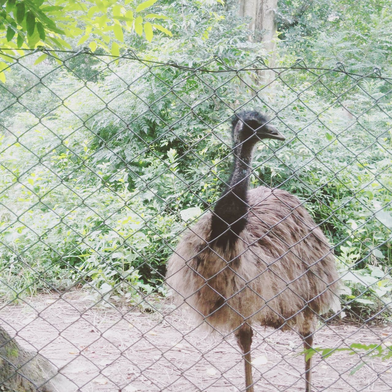 animal themes, animal, bird, emu, fence, animal wildlife, one animal, wildlife, plant, chainlink fence, no people, zoo, day, nature, ratite, ostrich, outdoors, animals in captivity, security, protection, green, standing, tree