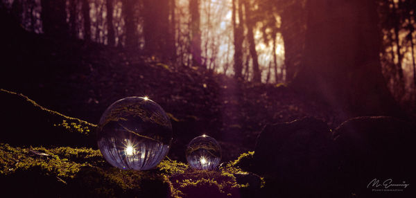 Close-up of illuminated trees in forest