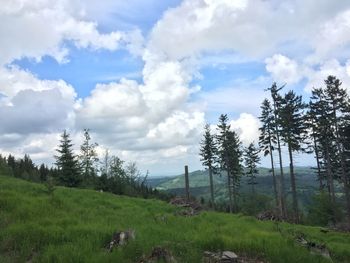Trees on field against sky