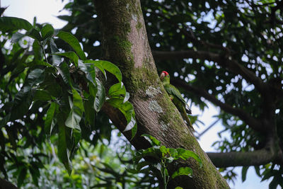 Low angle view of tree