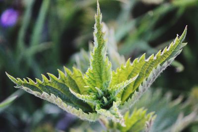 Close-up of fern leaves