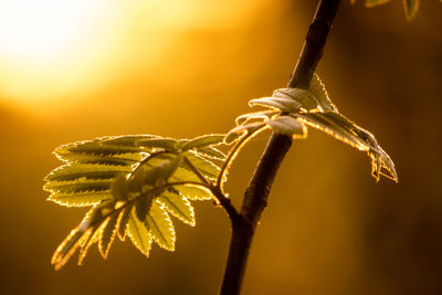 Close-up of wilted plant