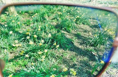 Plants growing on field