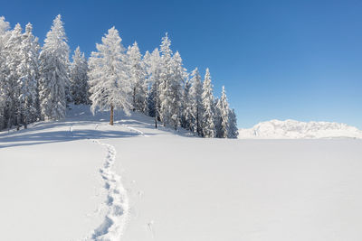 Winter nature landscape with snow covered fir trees and footprints on mountain hill