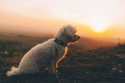 Dog looking away on field during sunset