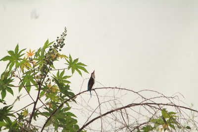 Low angle view of bird perching on tree against sky