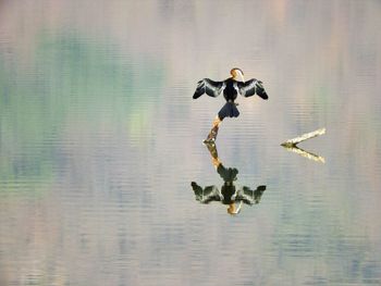 A darter snake bird drying itself in a lake in ranthambhore tiger reserve