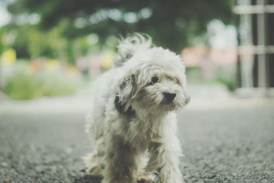 Portrait of dog looking away