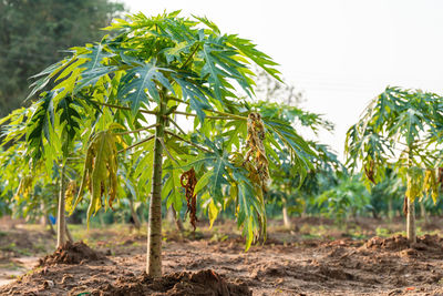 Close-up of fresh green plants on field against sky