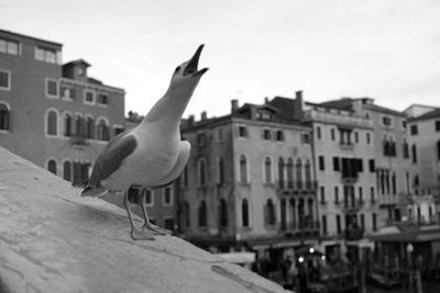 View of bird against buildings in city