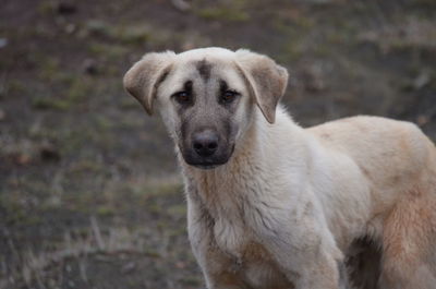 Close-up portrait of dog standing on land