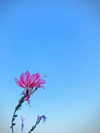 Close-up of pink flowering plant against blue sky