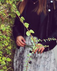 Close-up of plant leaves