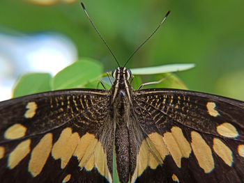 Close-up of butterfly on leaf