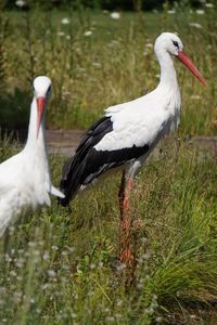 Storks on a field