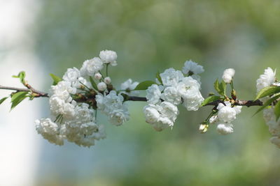 Close-up of white cherry blossom plant