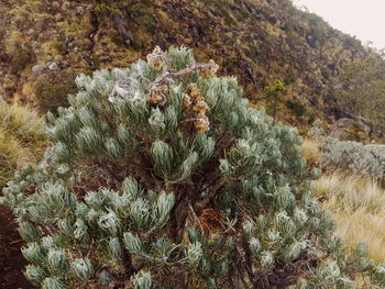 Close-up of succulent plant on field