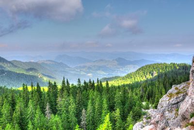 Scenic view of pine trees and mountains against sky