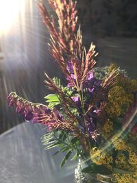 Close-up of flower plant