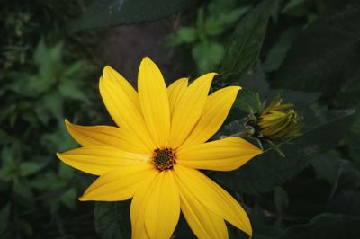 Close-up of yellow flower blooming outdoors