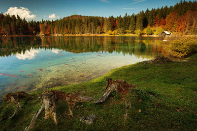 Scenic view of lake in forest against sky