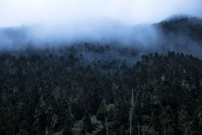 Scenic view of forest against sky during foggy weather