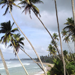 Palm trees on beach against sky