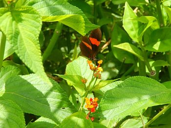 Close-up of ladybug on plant