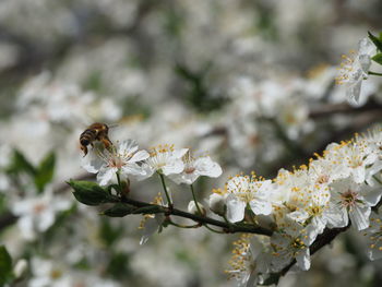 Close-up of bee on cherry blossom