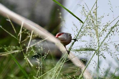 Bird perching on plant