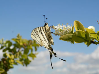 Close-up of butterfly pollinating on plant against clear sky