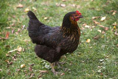 Close-up of a bird on field