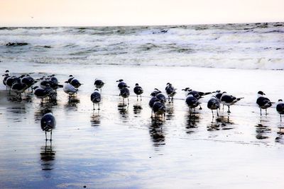 Birds swimming in sea against sky