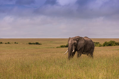 Elephant in a field