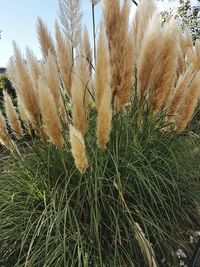 Close-up of plant against sky