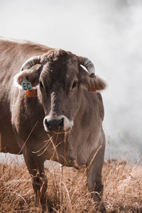 Cow standing in a field