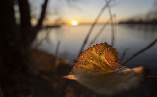 Close-up of dry maple leaves on lake during sunset