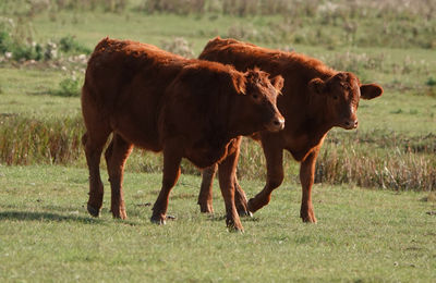 Two young cows in a field