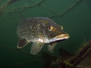 Close-up of fish swimming in sea