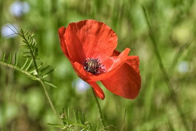 Close-up of red poppy flower