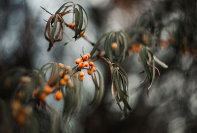 Close-up of berries growing on tree