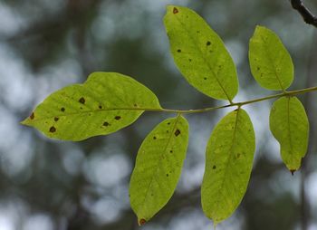 Close-up of green leaves